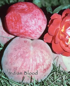 Indian Blood Cling Peach